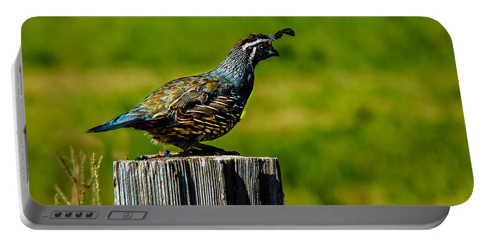 Birds Portable Battery Charger featuring the photograph California Valley Quail by Robert Bales