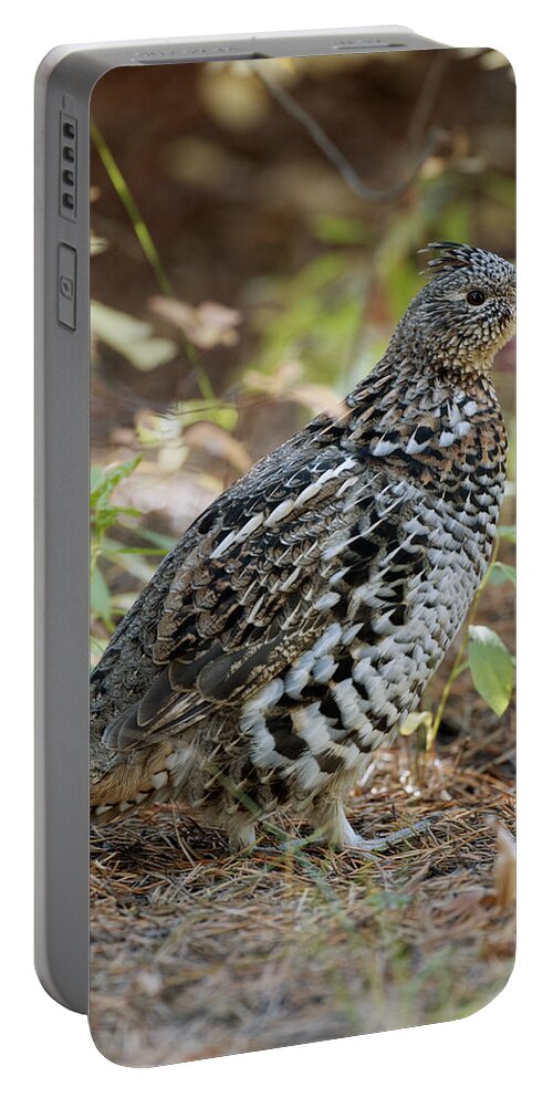 Grouse Portable Battery Charger featuring the photograph Grouse by Gary Langley