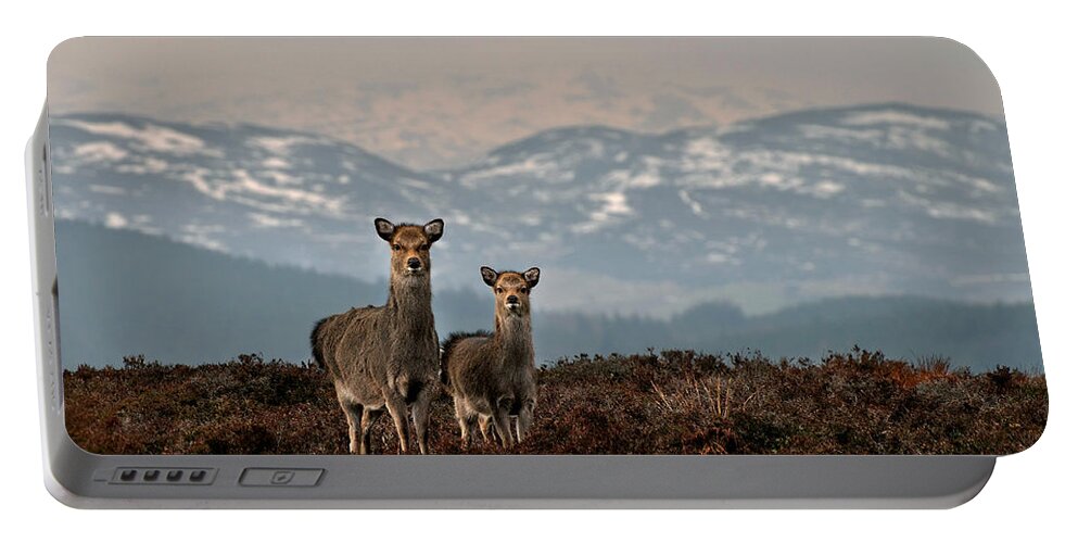 Sika Deer Portable Battery Charger featuring the photograph  Sika Deer by Gavin Macrae