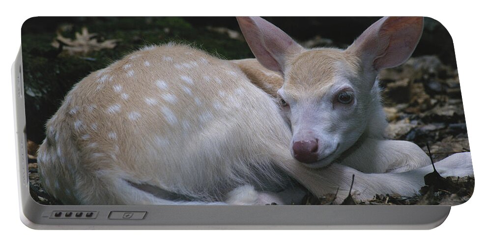 Albinic Portable Battery Charger featuring the photograph Albino White-tailed Deer Fawn #1 by Thomas And Pat Leeson