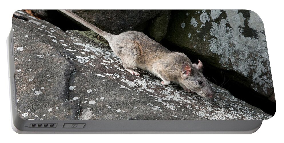 Allegheny Woodrat Portable Battery Charger featuring the photograph Allegheny Woodrat Neotoma Magister by David Kenny