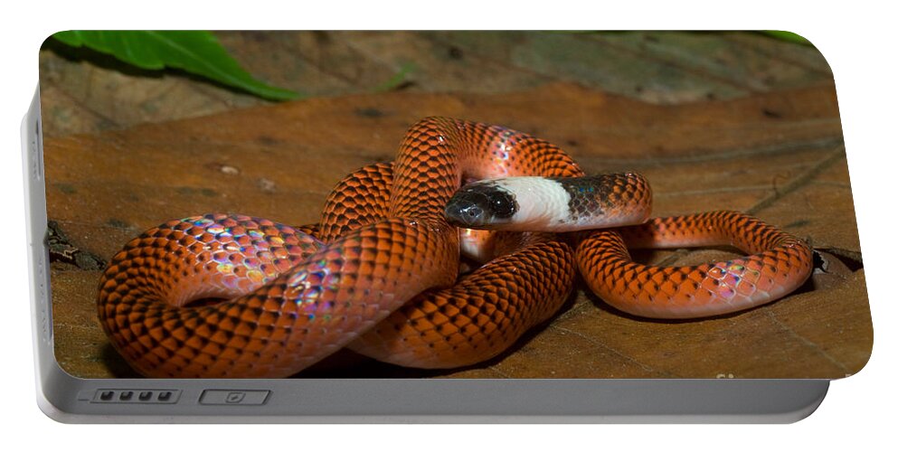 Colubridae Portable Battery Charger featuring the photograph Amazon Egg-eater Snake Drepanoides #1 by William H. Mullins