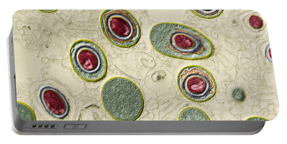 Bacteria Portable Battery Charger featuring the photograph Anthrax Bacteria, Bacillus Anthracis by Eye of Science