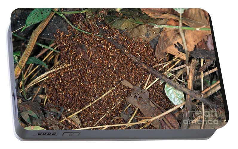 Army Ant Portable Battery Charger featuring the photograph Army Ant Bivouac Site #1 by Gregory G. Dimijian, M.D.