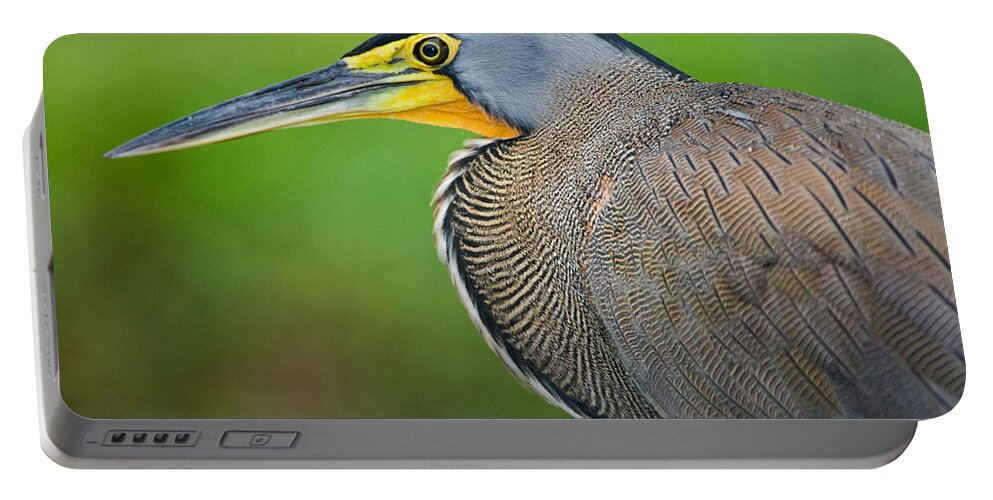 Photography Portable Battery Charger featuring the photograph Bare-throated Tiger Heron Tigrisoma #1 by Panoramic Images