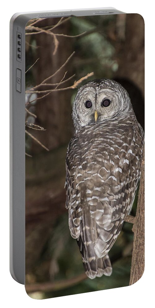 Barred Portable Battery Charger featuring the photograph Barred Owl #1 by David Gleeson