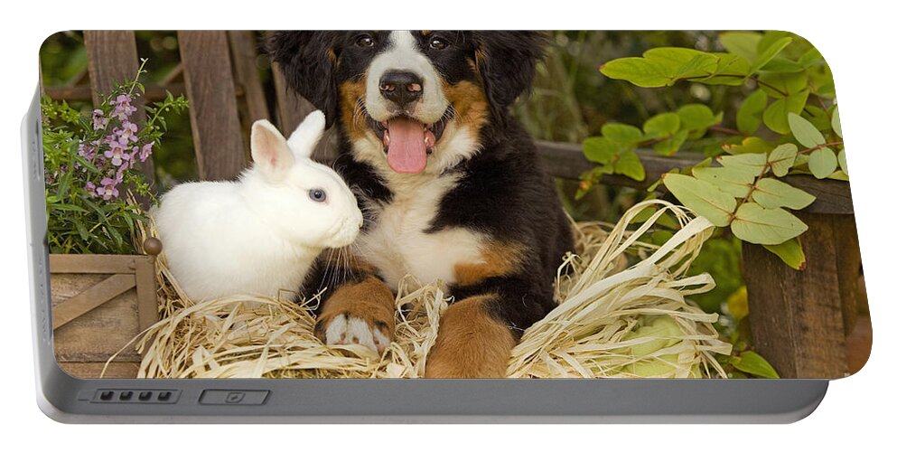 Bernese Mountain Dog Portable Battery Charger featuring the photograph Bernese Mountain Puppy And Rabbit #1 by Jean-Michel Labat