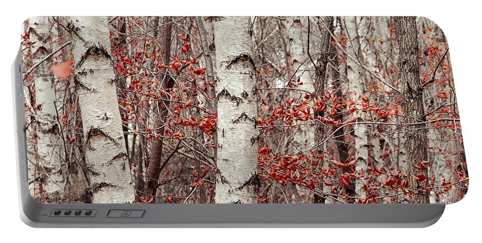 Autumn Portable Battery Charger featuring the photograph Birches And Beeches #1 by Hannes Cmarits