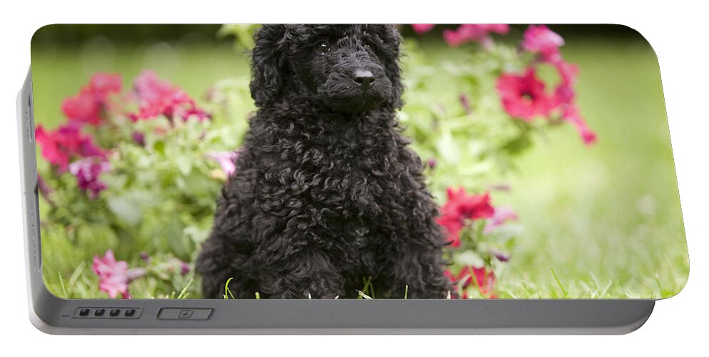 Dog Portable Battery Charger featuring the photograph Black Poodle #1 by Jean-Michel Labat
