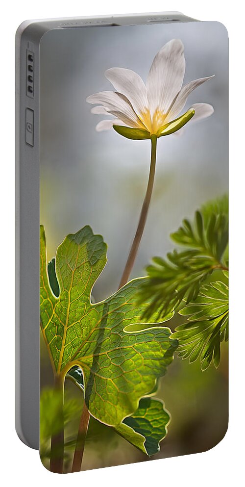 2014 Portable Battery Charger featuring the photograph Bloodroot #2 by Robert Charity