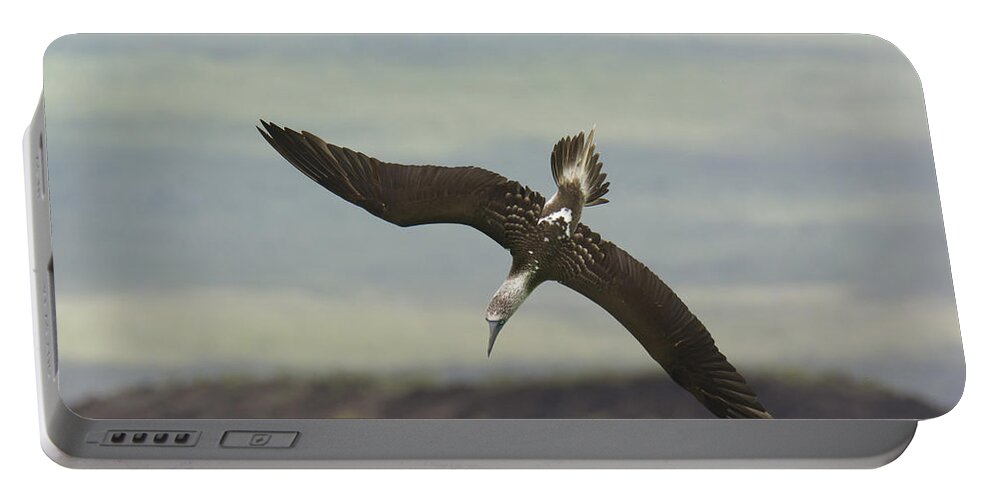 Galapagos Portable Battery Charger featuring the photograph Blue-footed Booby Diving #1 by John Shaw