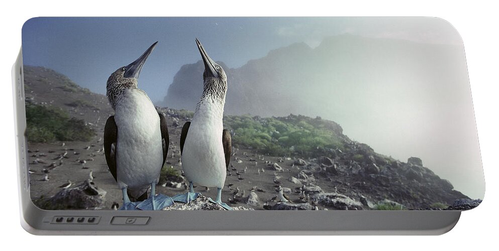 Feb0514 Portable Battery Charger featuring the photograph Blue-footed Booby Pair Galapagos Islands #1 by Tui De Roy