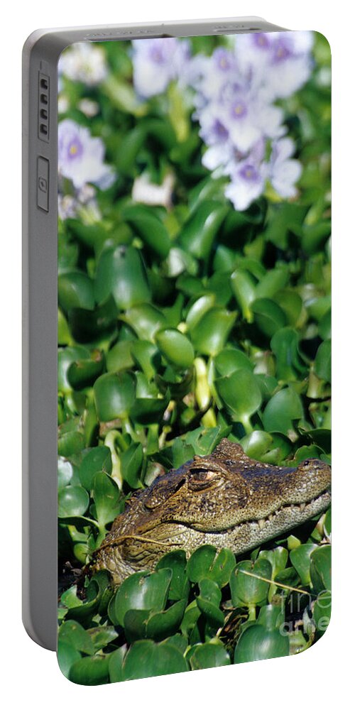 Broad-snouted Caiman Portable Battery Charger featuring the photograph Broad-snouted Caiman #1 by William H. Mullins