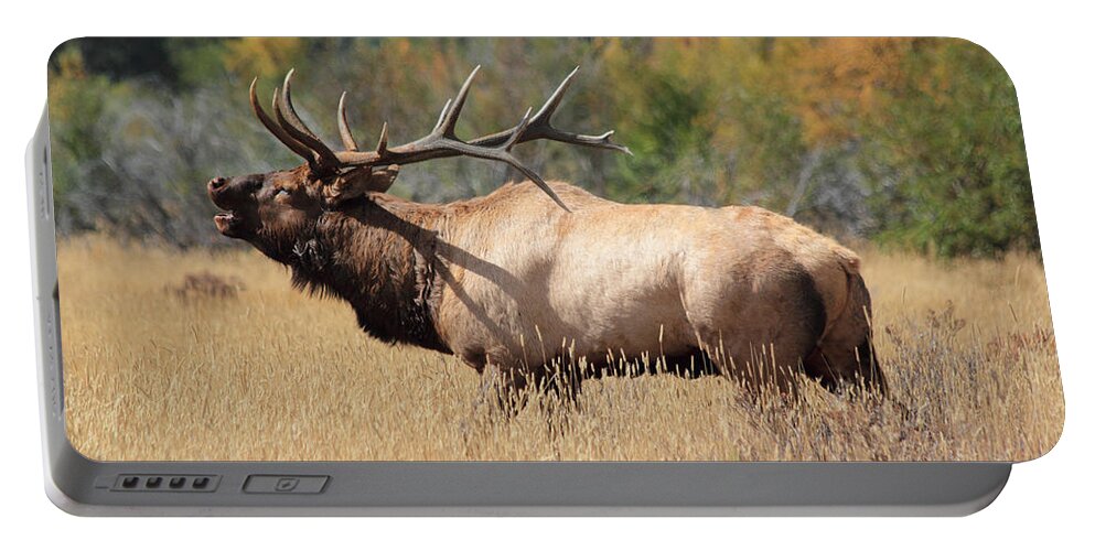 Bull Elk Portable Battery Charger featuring the photograph Bugling Bull #1 by Shane Bechler