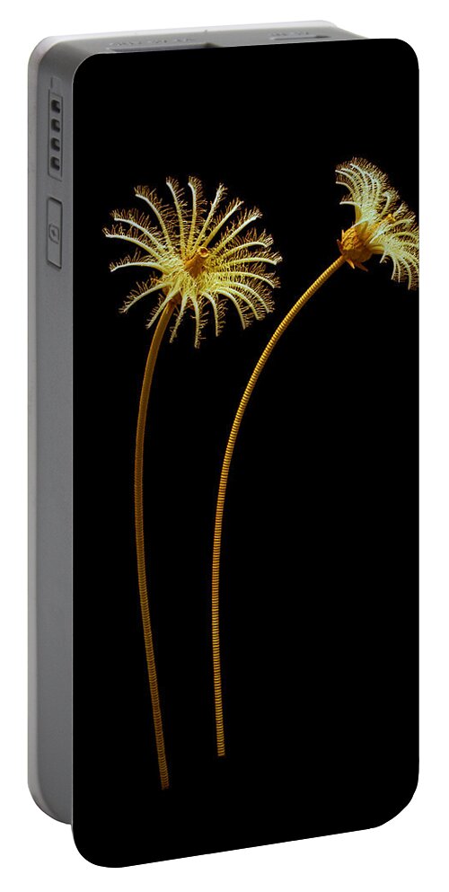 Illustration Portable Battery Charger featuring the painting Burgess Shale Crinoid #1 by Chase Studio
