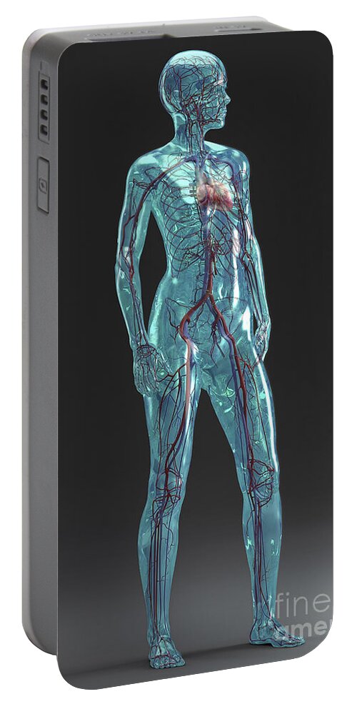 Axillary Artery Portable Battery Charger featuring the photograph Cardiovascular System Female #1 by Science Picture Co