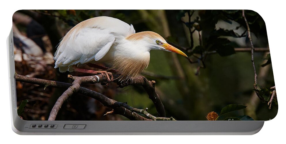 Cattle Portable Battery Charger featuring the photograph Cattle egret in a tree #1 by Nick Biemans