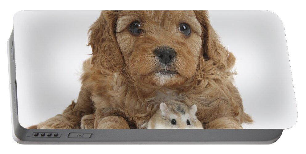 Nature Portable Battery Charger featuring the photograph Cavapoo Puppy And Roborovski Hamster #2 by Mark Taylor