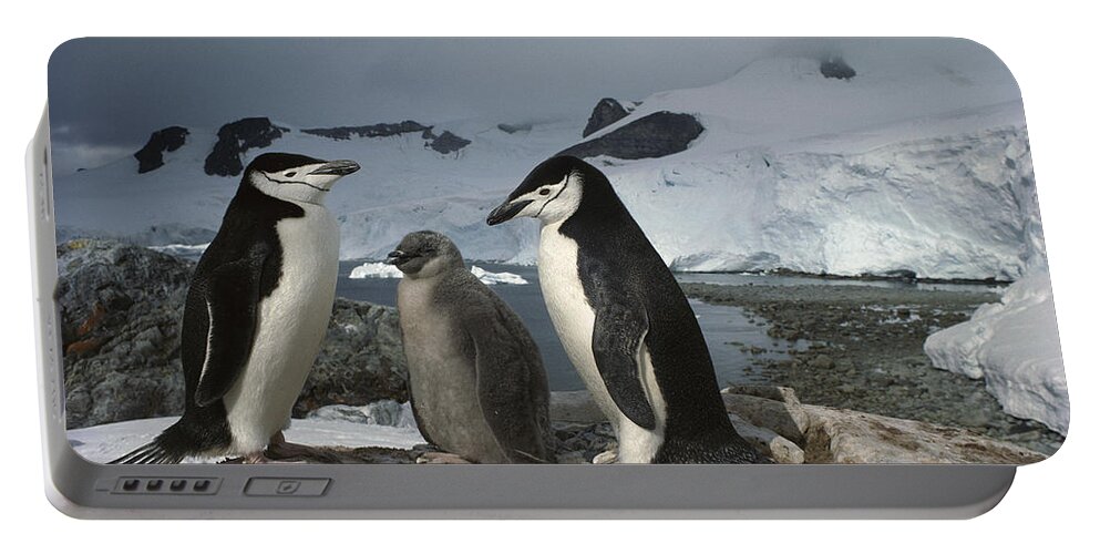Feb0514 Portable Battery Charger featuring the photograph Chinstrap Penguins With Chick Paradise #1 by Tui De Roy