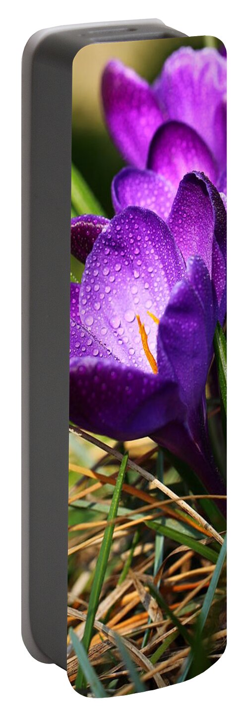 Crocus Portable Battery Charger featuring the photograph Crocus And Drops #1 by Heike Hultsch