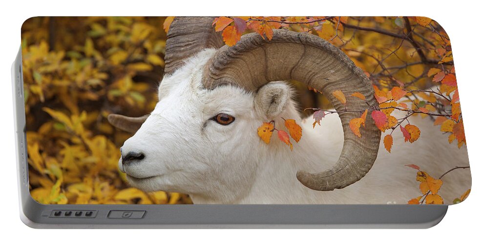 00440933 Portable Battery Charger featuring the photograph Dalls Sheep Ram in Denali by Yva Momatiuk and John Eastcott