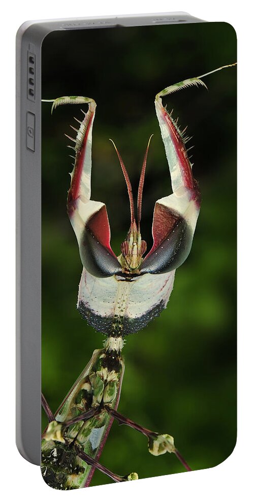 Thomas Marent Portable Battery Charger featuring the photograph Devils Praying Mantis In Defensive #1 by Thomas Marent