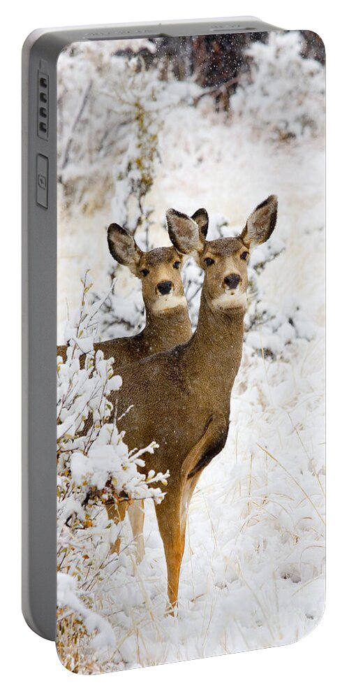 Deer Portable Battery Charger featuring the photograph Doe Mule Deer in Snow #1 by Steven Krull