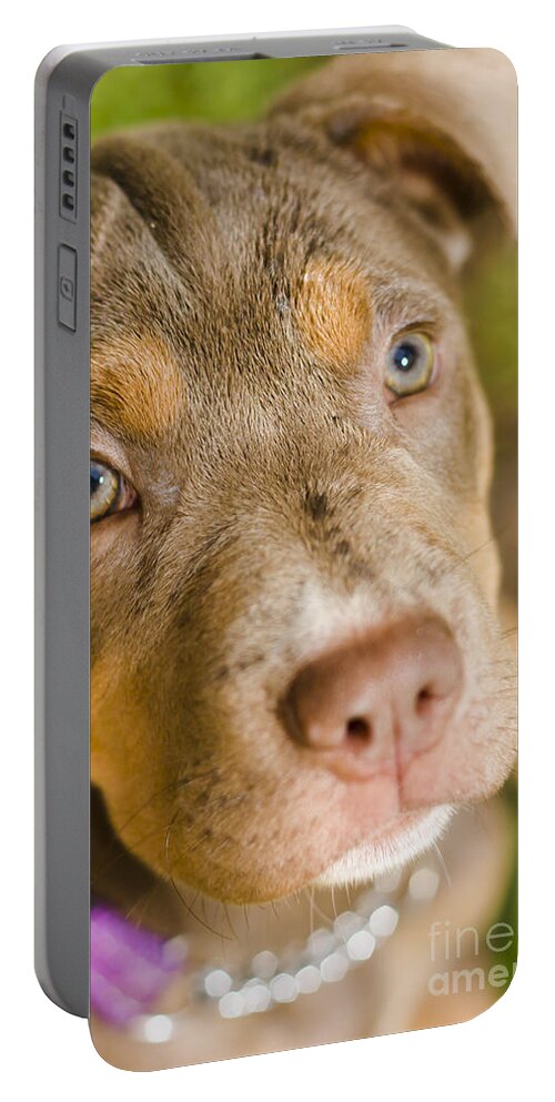 Dog Portable Battery Charger featuring the photograph Dog obedience training #1 by Jorgo Photography