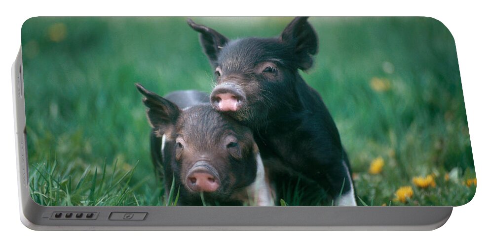 #faatoppicks Portable Battery Charger featuring the photograph Domestic Piglets #1 by Alan Carey