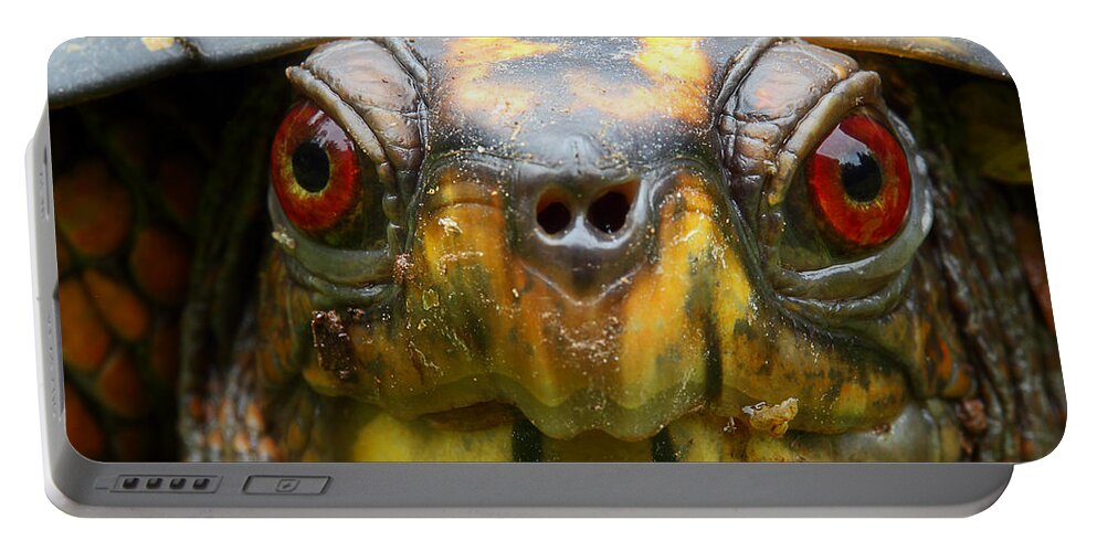 Eastern Box Turtle Portable Battery Charger featuring the photograph Eastern Box Turtle 2 by Michael Eingle