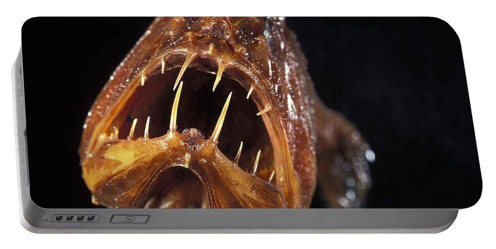 Animal Portable Battery Charger featuring the photograph Fangtooth Fish #1 by Greg Ochocki