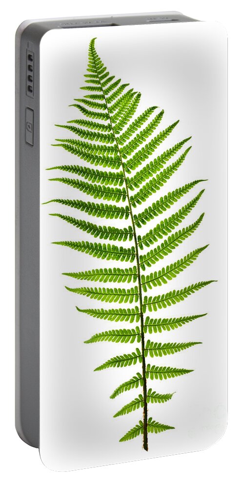 Fern Portable Battery Charger featuring the photograph Fern leaf by Elena Elisseeva