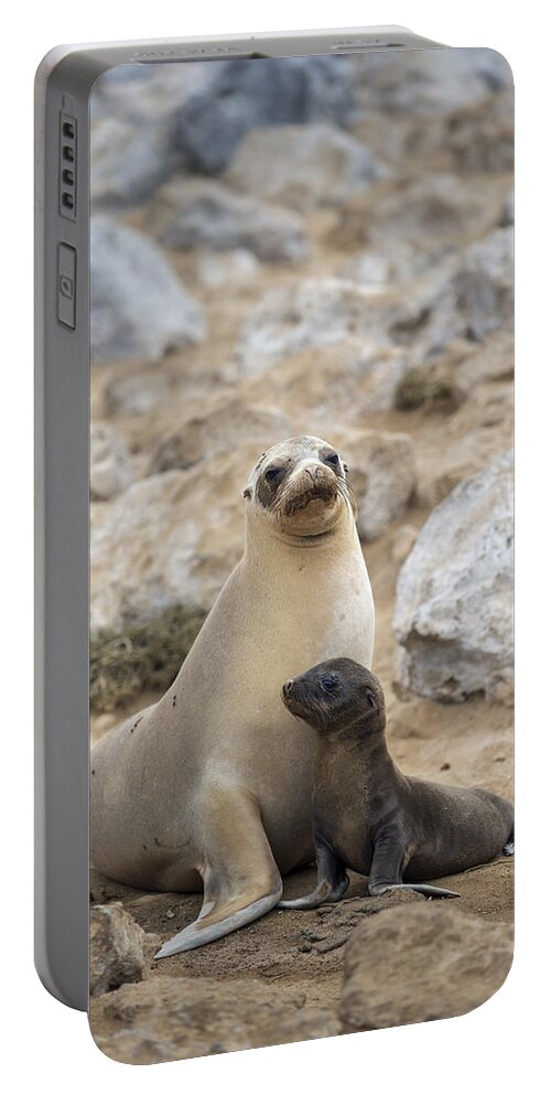 Tui De Roy Portable Battery Charger featuring the photograph Galapagos Sea Lion And Pup Champion by Tui De Roy