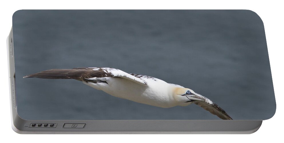 Gannet Portable Battery Charger featuring the photograph Gannet #2 by Chris Smith