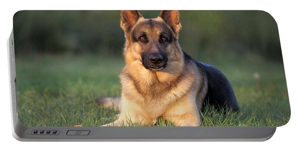 Dog Portable Battery Charger featuring the photograph German Shepherd #1 by Rolf Kopfle