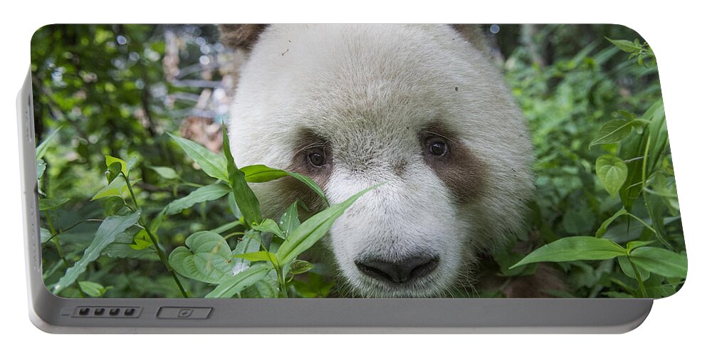 Katherine Feng Portable Battery Charger featuring the photograph Giant Panda Brown Morph China by Katherine Feng