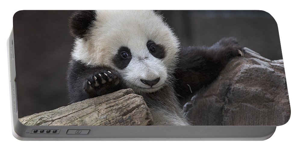 Feb0514 Portable Battery Charger featuring the photograph Giant Panda Cub #1 by San Diego Zoo