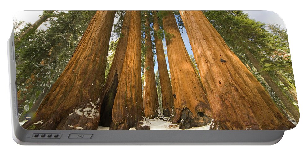 00431218 Portable Battery Charger featuring the photograph Giant Sequoias After First Snow by Yva Momatiuk John Eastcott