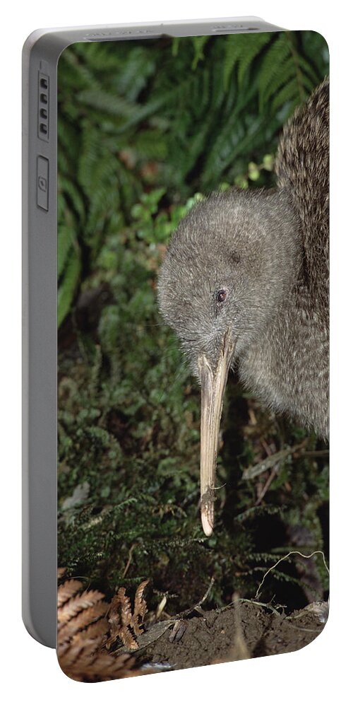 Feb0514 Portable Battery Charger featuring the photograph Great Spotted Kiwi Male In Rainforest #1 by Tui De Roy