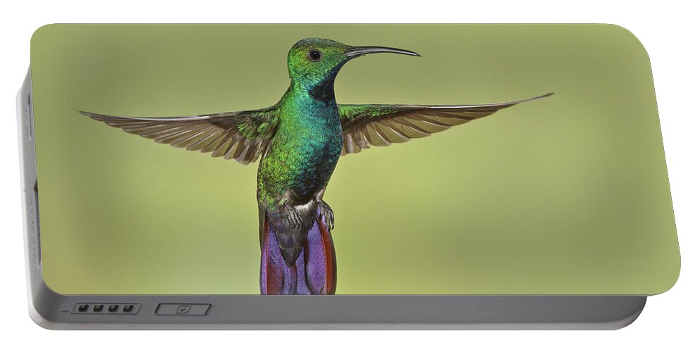 Bia Portable Battery Charger featuring the photograph Green-breasted Mango Costa Rica #2 by Glenn Bartley