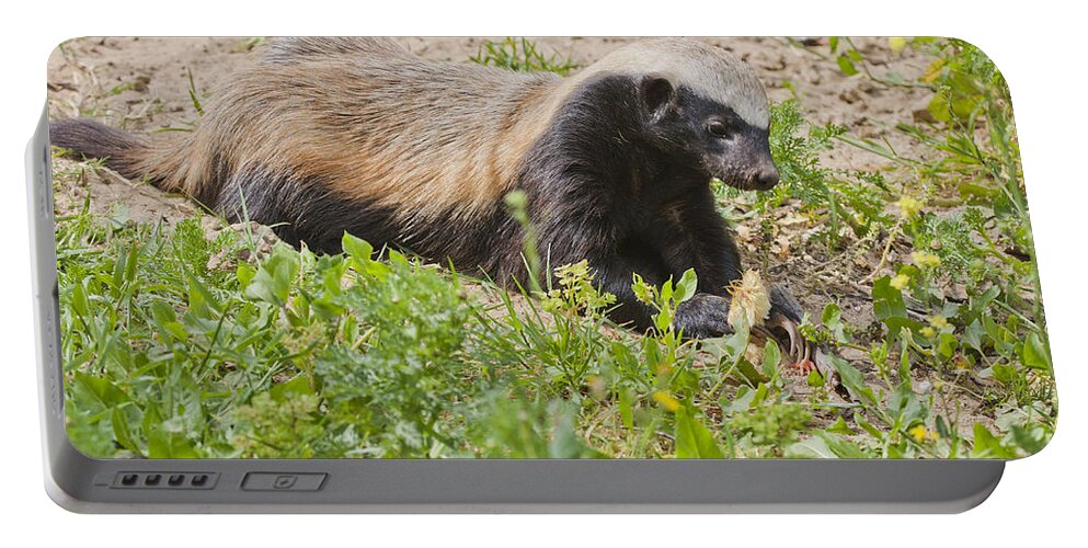Honey Badger Portable Battery Charger featuring the photograph Honey badger Mellivora capensis #1 by Eyal Bartov