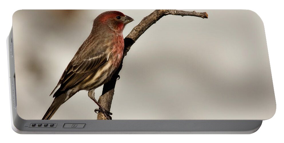 carpodacus Mexicanus Portable Battery Charger featuring the photograph House Finch #1 by Lana Trussell