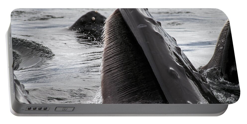 Animal Portable Battery Charger featuring the photograph Humpback Whales #1 by Ron Sanford