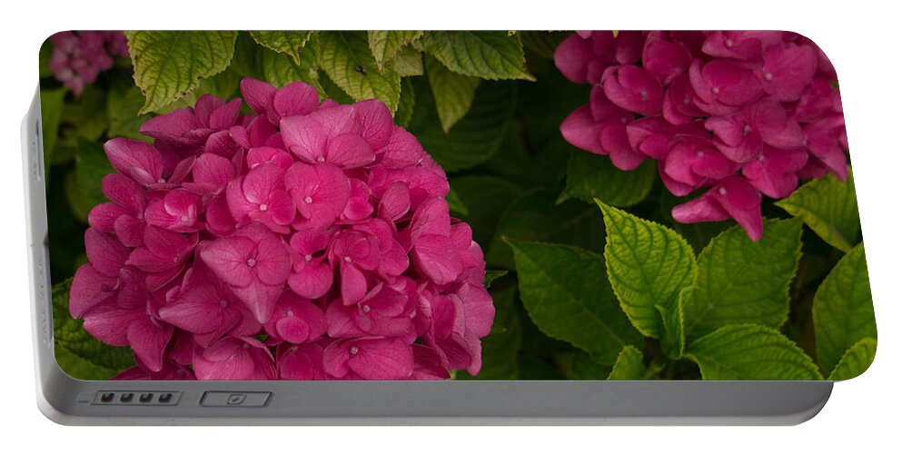 Hydrangea Portable Battery Charger featuring the photograph Hydrangea #1 by Weir Here And There