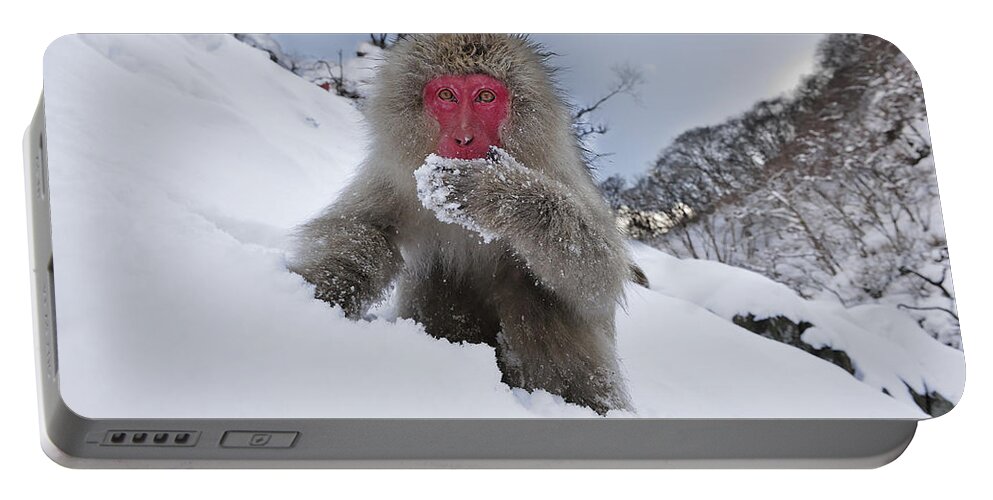 Thomas Marent Portable Battery Charger featuring the photograph Japanese Macaque In Snow Jigokudani #1 by Thomas Marent