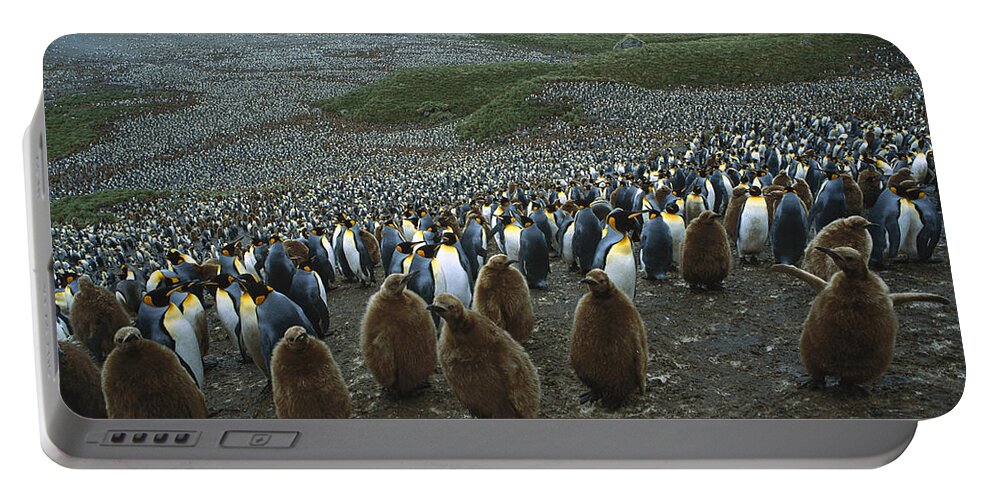 Feb0514 Portable Battery Charger featuring the photograph King Penguin Colony South Georgia Isl #1 by Colin Monteath