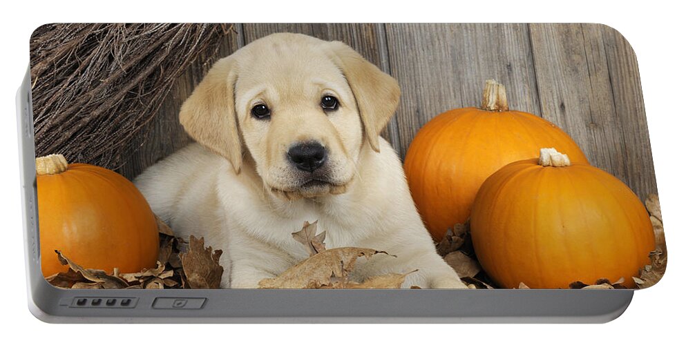 Dog Portable Battery Charger featuring the photograph Labrador Puppy With Pumpkins #1 by John Daniels