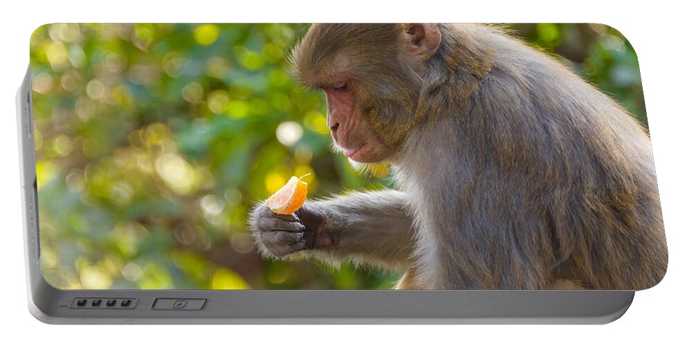 Macaque Portable Battery Charger featuring the photograph Macaque eating an orange #1 by Dutourdumonde Photography