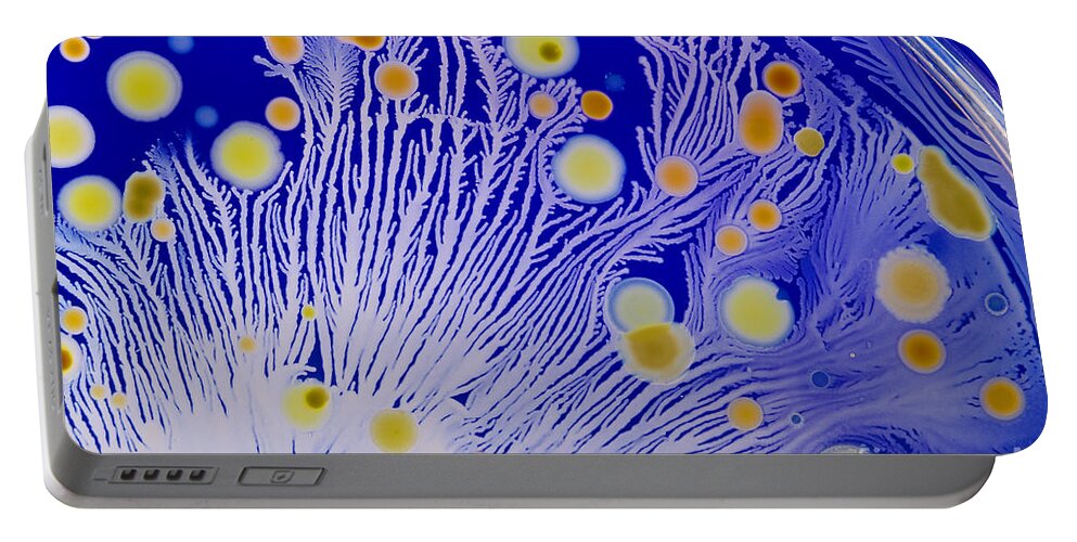 Bacteria Portable Battery Charger featuring the photograph Marine Actinomycetes #1 by Charlotte Raymond