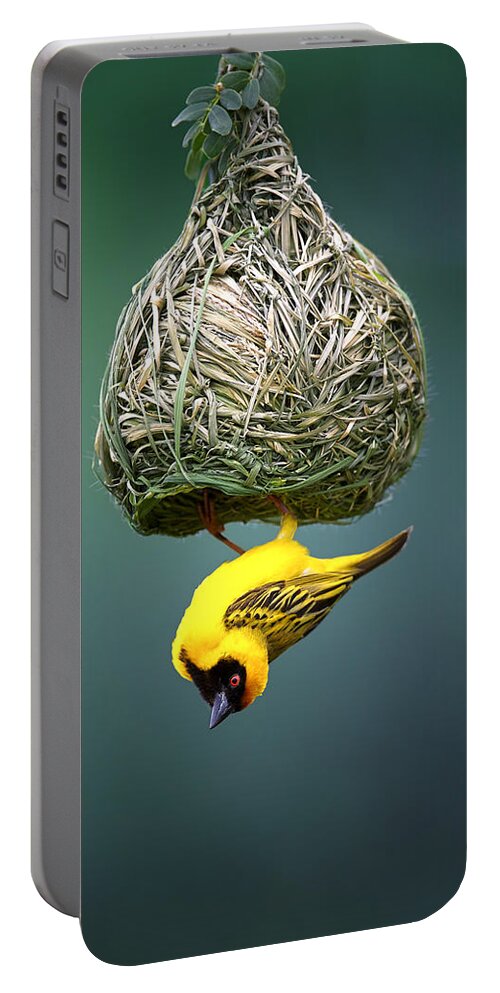 Africa Portable Battery Charger featuring the photograph Masked weaver at nest by Johan Swanepoel